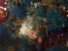 Virididentula dentata