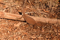 Varanus panoptes rubidus