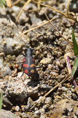 Cicindela sommeri