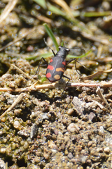 Cicindela sommeri