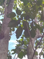 Dendropanax arboreus