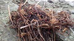 Ligusticum scothicum hultenii