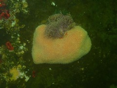 Aplidium flavolineatum