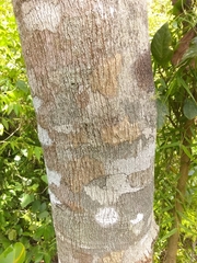 Dendropanax arboreus