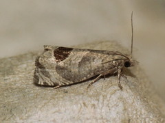 Notocelia uddmanniana