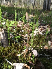 Equisetum sylvaticum