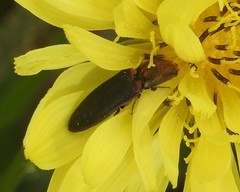 Limonius auripilis