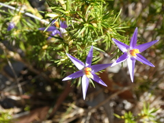 Calectasia narragara