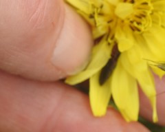 Limonius auripilis