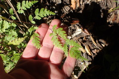 Pteris saxatilis