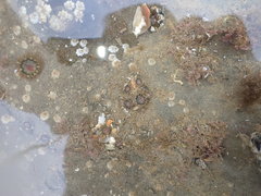 Anthopleura minima