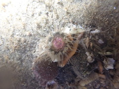 Anthopleura minima