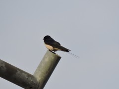 Hirundo rustica
