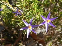 Calectasia narragara