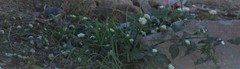 Galea musteloides