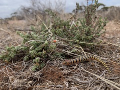 Eremiascincus richardsonii