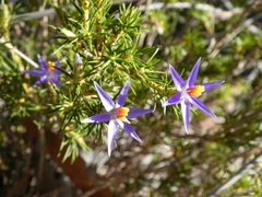 Calectasia narragara