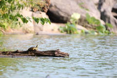 Trachemys scripta elegans