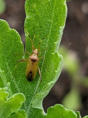 Creontiades rubrinervis