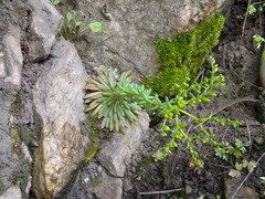 Sedum valens