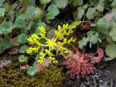 Sedum valens