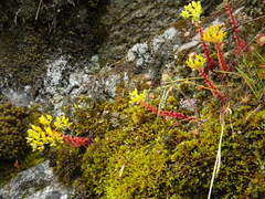Sedum valens