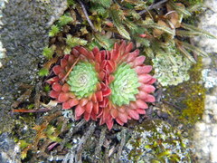 Sedum valens