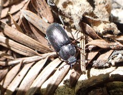 Platyceroides infernus