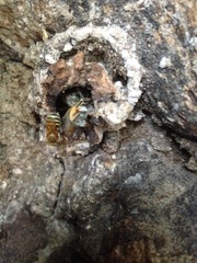 Melipona beecheii