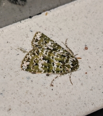 Thalatha bryochlora