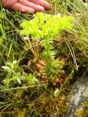Sedum valens
