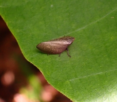 Plinia ampla