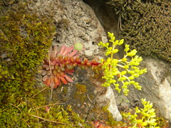 Sedum valens