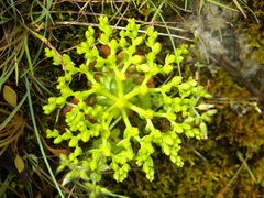 Sedum valens