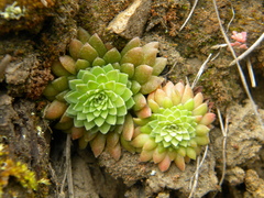 Sedum valens