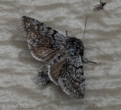 Pleromelloida conserta