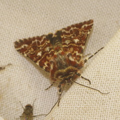 Anarta myrtilli