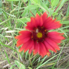 Gaillardia amblyodon