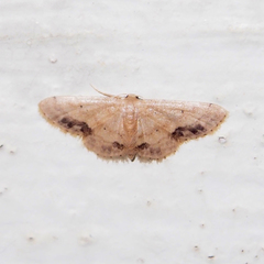 Idaea chotaria