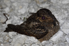 Antrostomus vociferus