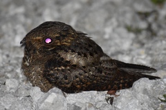 Antrostomus vociferus