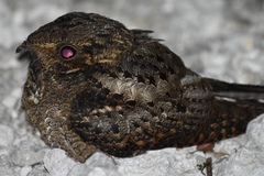 Antrostomus vociferus
