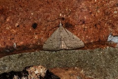 Dichromodes limosa