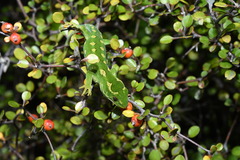 Naultinus gemmeus