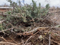 Eremiascincus richardsonii