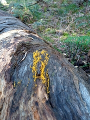 Calocera sinensis