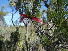 Melaleuca eriocarpa