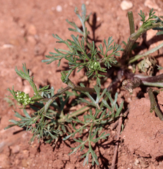 Ammoselinum
