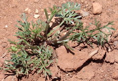 Ammoselinum