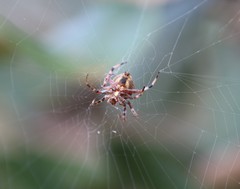 Araneus